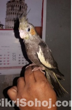 Grey Cockatel Baby